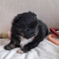 Chiots pomchi #3