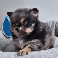 Chiot pomchi