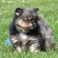 Chiot pomchi