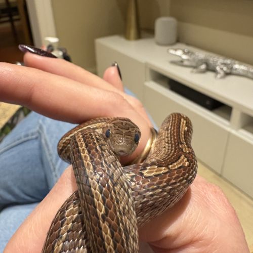 Magnifique serpent des blés #0