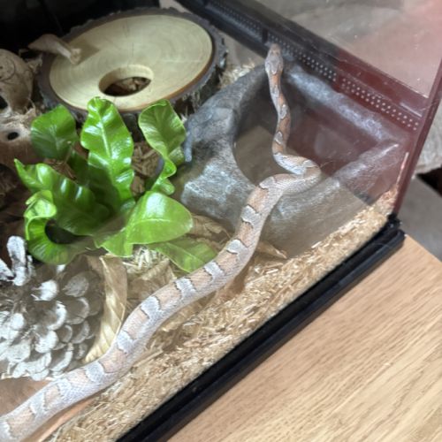 Magnifique serpent des blés #2