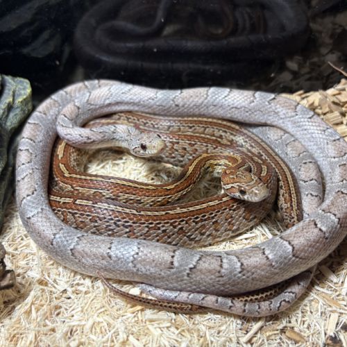 Magnifique serpent des blés #3