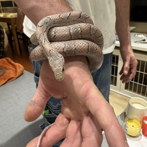 Magnifique serpent des blés #5