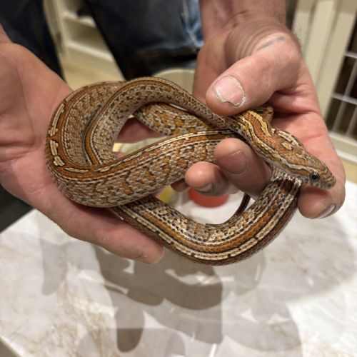 Magnifique serpent des blés #6