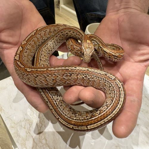 Magnifique serpent des blés #7