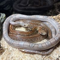 Magnifique serpent des blés #3