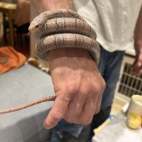 Magnifique serpent des blés #4