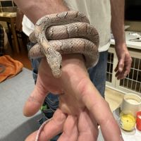Magnifique serpent des blés #5