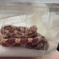 Magnifique serpent des blés