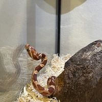 Magnifique serpent des blés #2