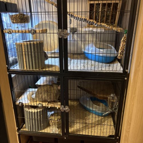 Couple de chinchilla #1