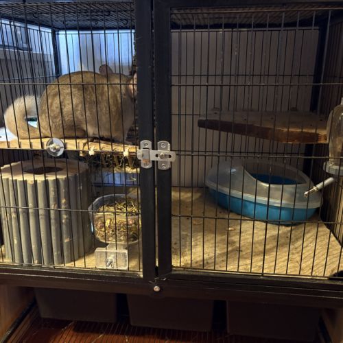 Couple de chinchilla #2