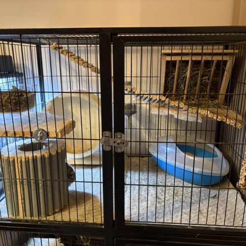 Couple de chinchilla #3