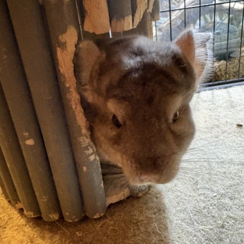 Couple de chinchilla #4