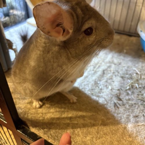 Couple de chinchilla #5