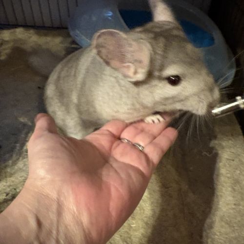 Couple de chinchilla #6