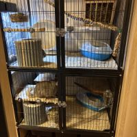 Couple de chinchilla #1