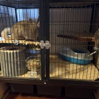 Couple de chinchilla #2