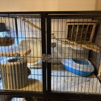 Couple de chinchilla #3