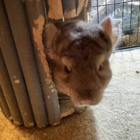 Couple de chinchilla #4