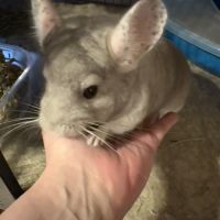 Couple de chinchilla #0