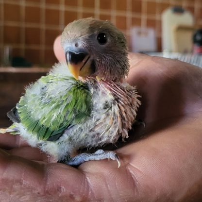 Bb roseicollis à réserver (eam)