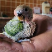 Bb roseicollis à réserver (eam)