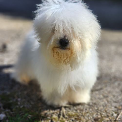Chiot mâle coton de tulear de 5mois