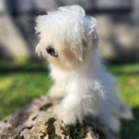 Chiot mâle coton de tulear de 5mois #2