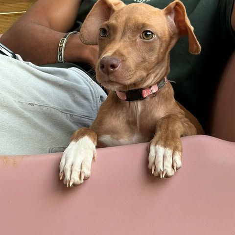 Samoan, la petite crevette créole #0