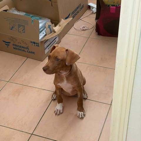 Samoan, la petite crevette créole #6