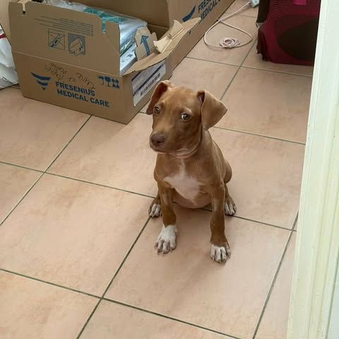 Samoan, la petite crevette créole #7