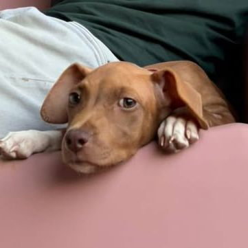 Samoan, la petite crevette créole #8