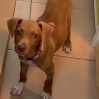 Samoan, la petite crevette créole #2