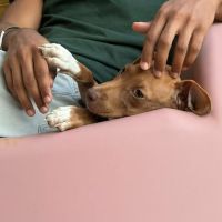 Samoan, la petite crevette créole #4