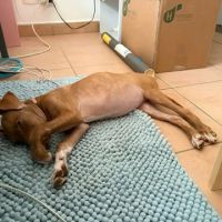 Samoan, la petite crevette créole #5