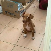 Samoan, la petite crevette créole #7