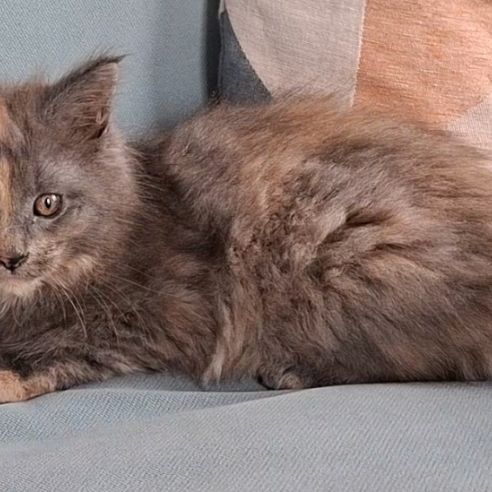 Chaton femelle maine coon loof