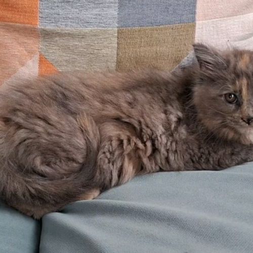 Chaton femelle maine coon loof #3