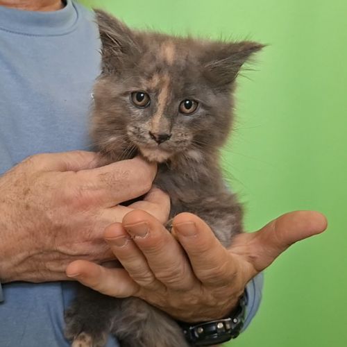 Chaton femelle maine coon loof