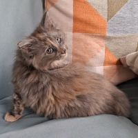 Chaton femelle maine coon loof #1
