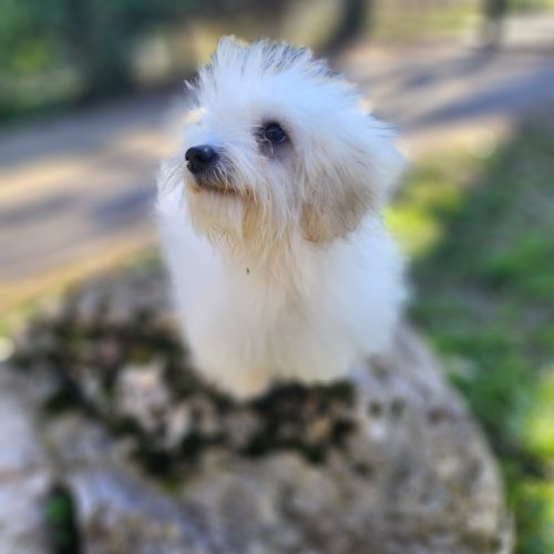 Chiot femelle coton de tulear de 5 mois #2