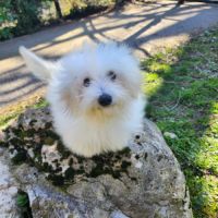 Chiot femelle coton de tulear de 5 mois #0
