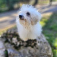 Chiot femelle coton de tulear de 5 mois #2