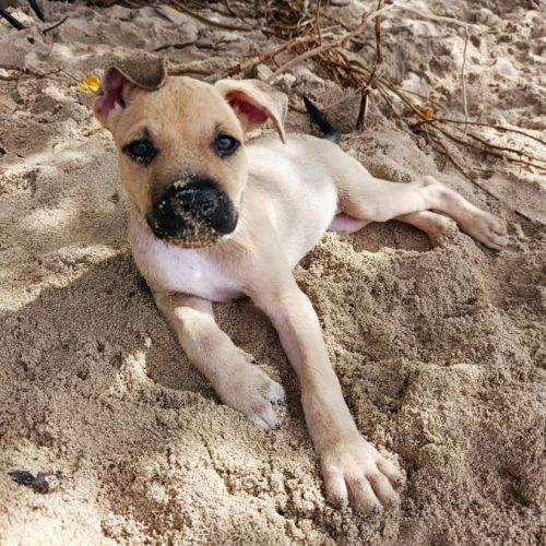 Pepsi le nounours .... gourmand #4