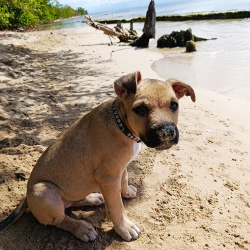 Pepsi le nounours .... gourmand #5