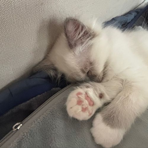 Chaton mâle sacré de birmanie - loof #2