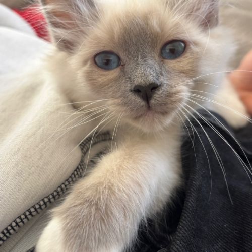 Chaton mâle sacré de birmanie - loof #3