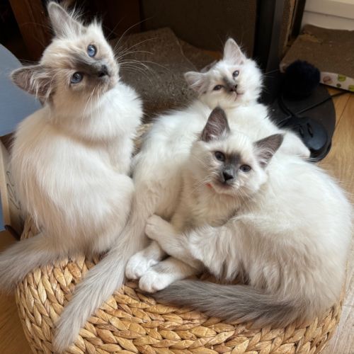 Chaton mâle sacré de birmanie - loof #4