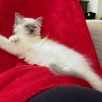 Chaton mâle sacré de birmanie - loof